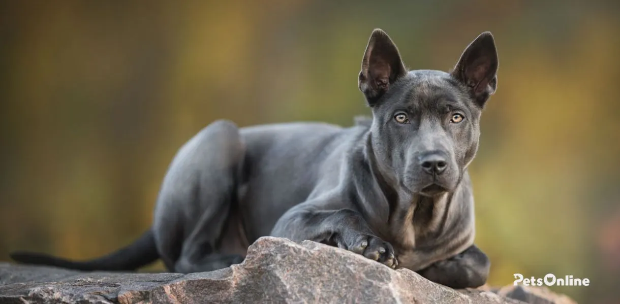 thai ridgeback dog breed photo 1