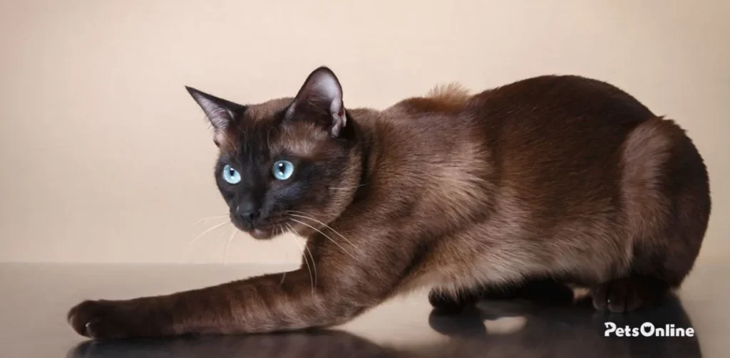 tonkinese cat breed photo 1