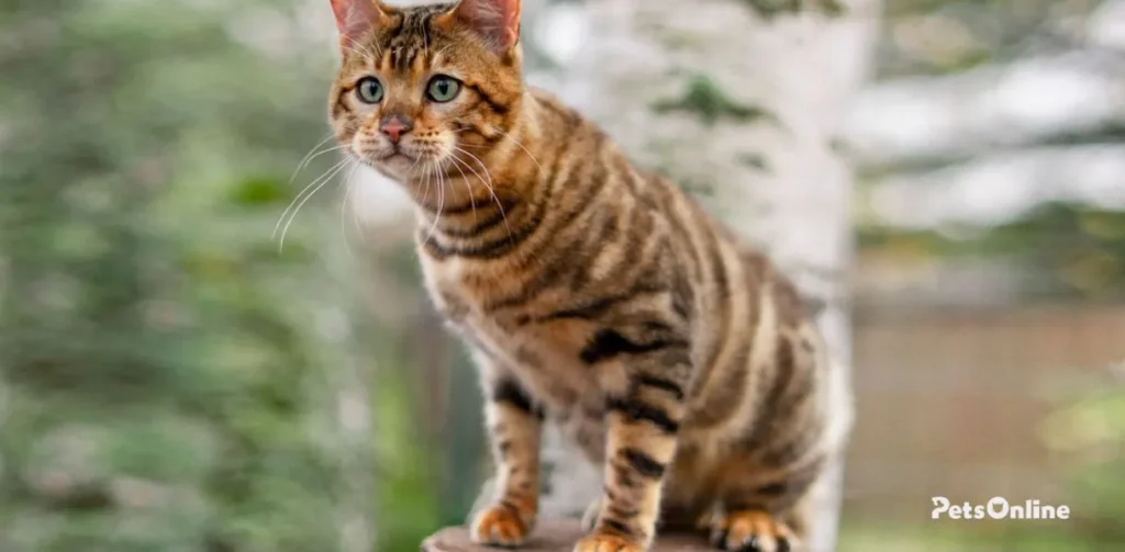 toyger cat breed photo 4