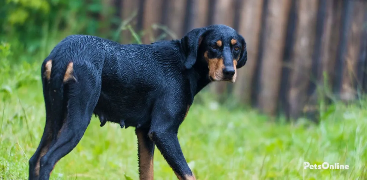 transylvanian hound dog breed photo 4