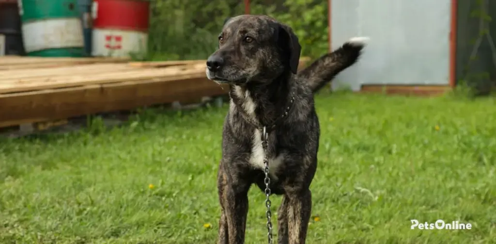 treeing tennessee brindle dog breed photo 2