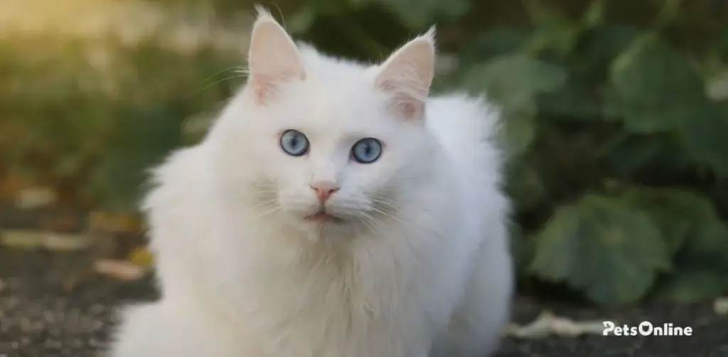 turkish angora cat breed photo 3