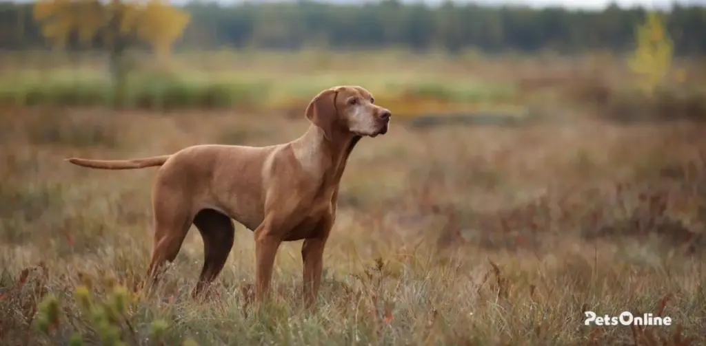 vizsla dog breed photo 1