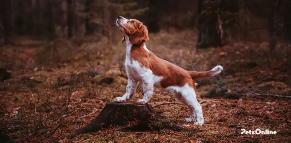 welsh springer spaniel dog breed photo 3