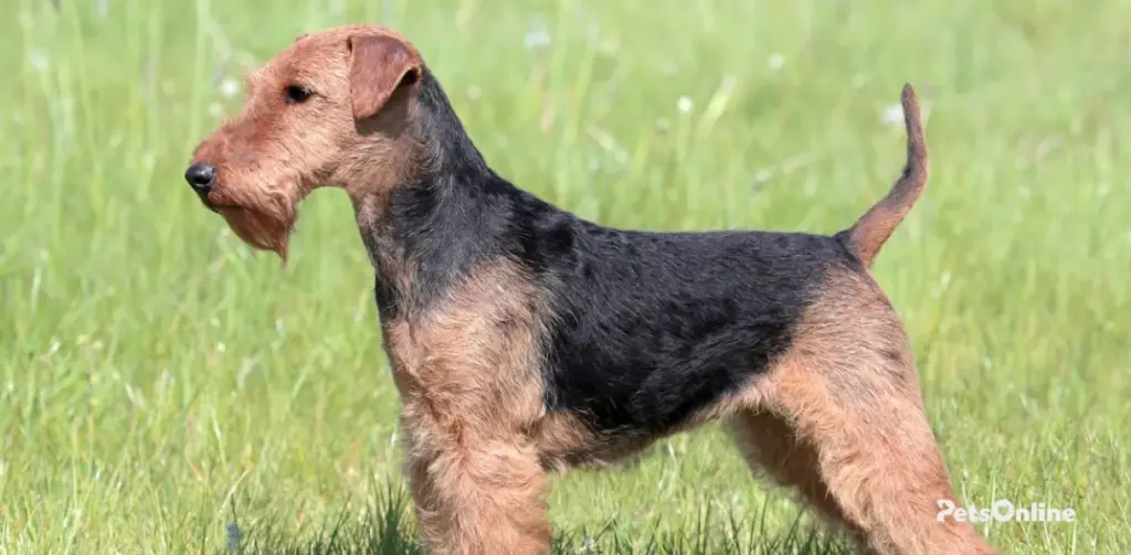 welsh terrier dog breed photo 3