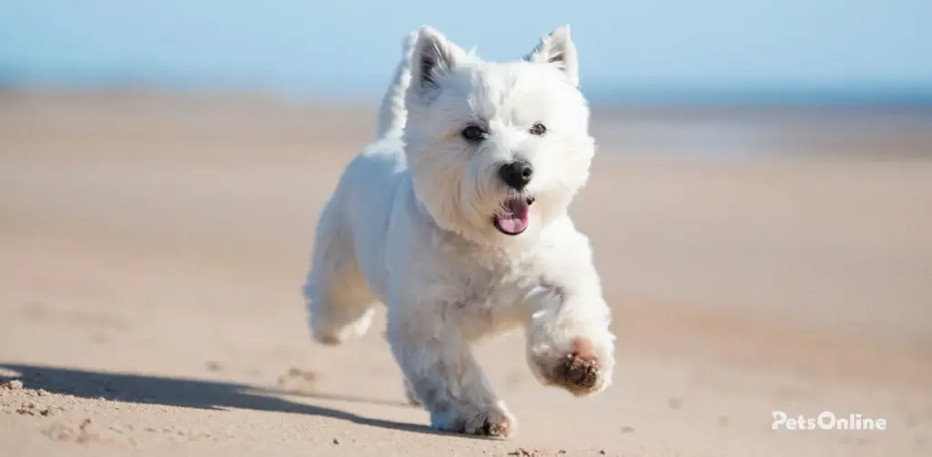 west highland white terrier dog breed photo 1