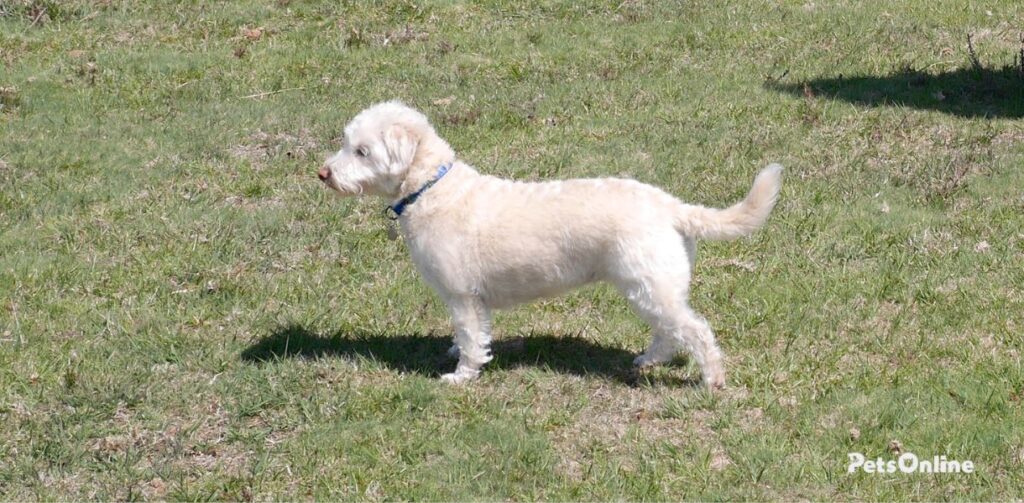 westiepoo dog breed photo 3