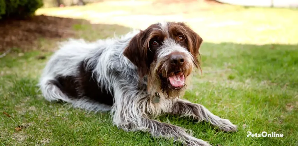 wirehaired pointing griffon dog breed photo 2