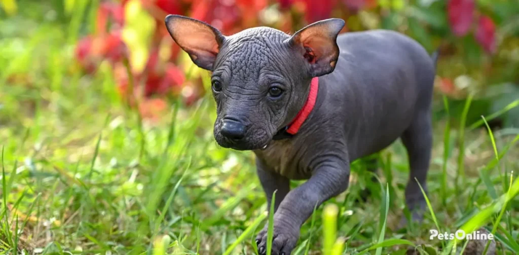 xoloitzcuintli dog breed photo 1