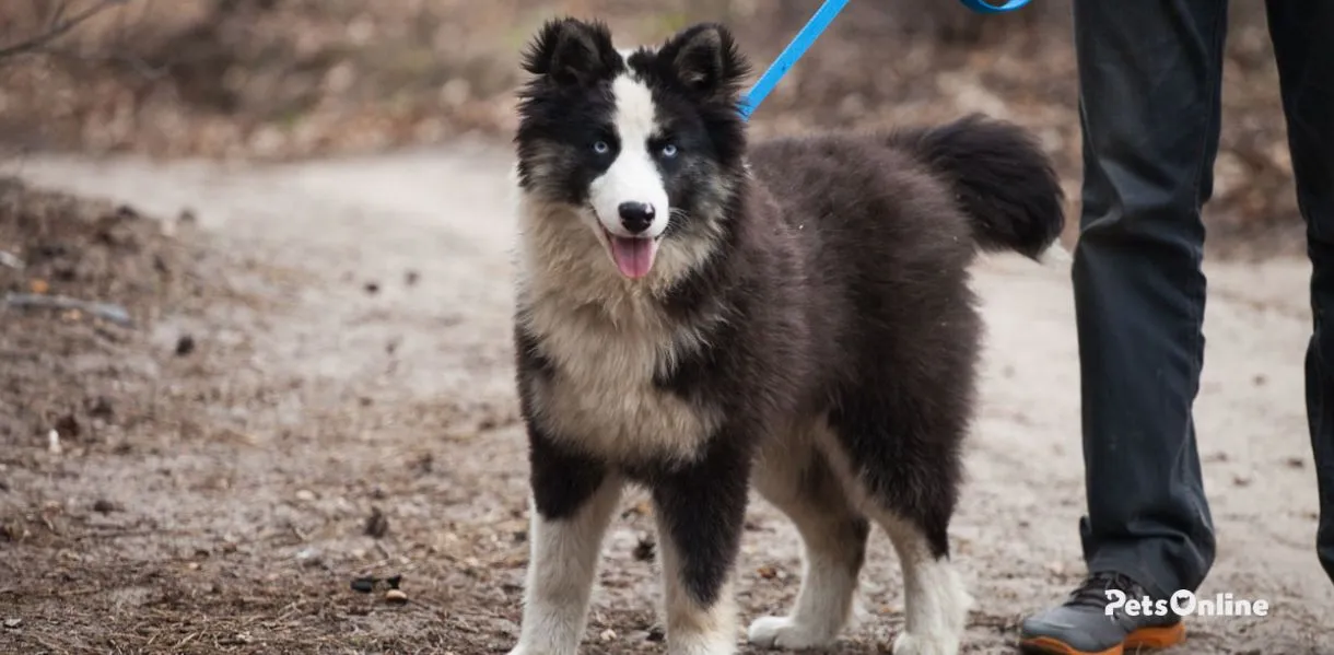 yakutian laika dog breed photo 2