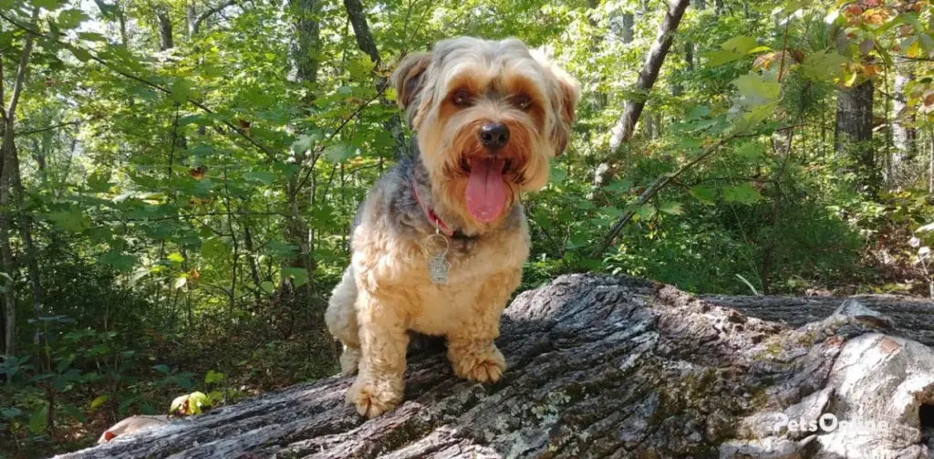 yorkipoo dog breed photo 1