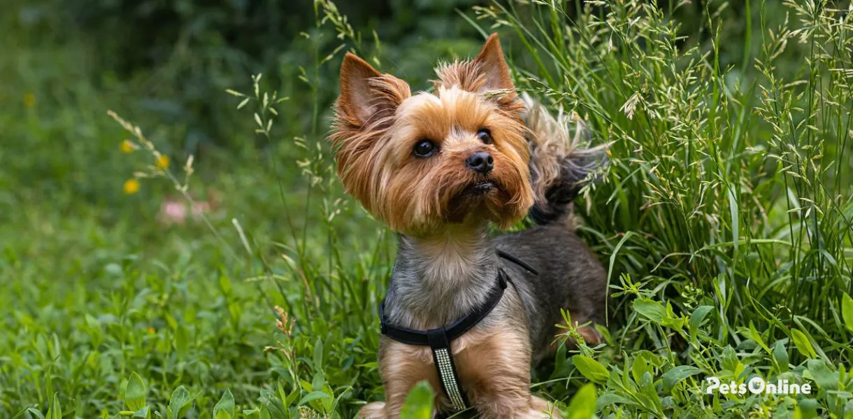 yorkshire terrier dog breed photo 2