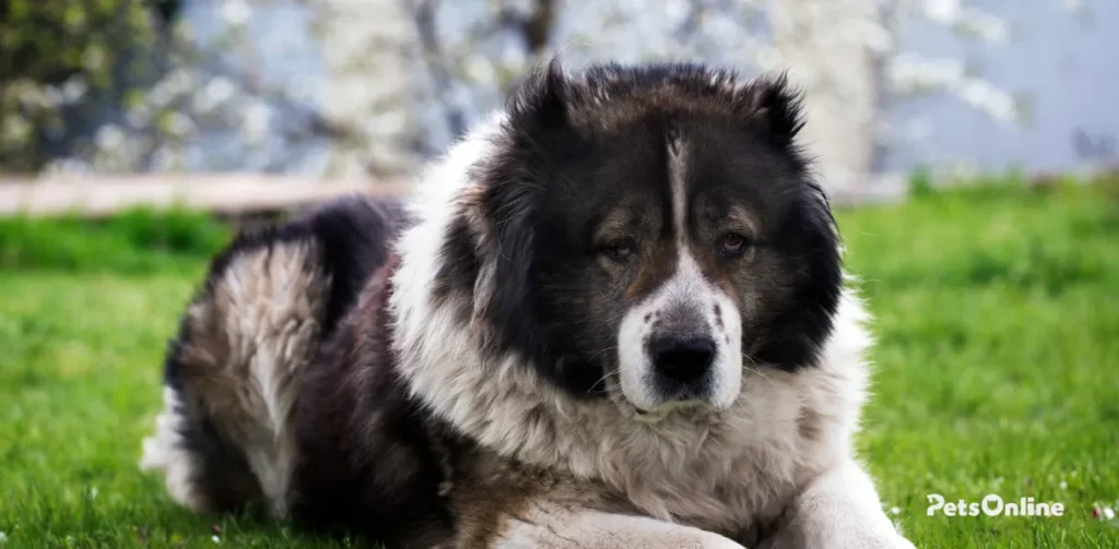 caucasian shepherd dog breed photo 7