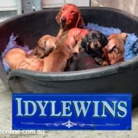 1700715274211-IDYLEWINS