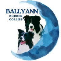 1701215185336-BALLYANN