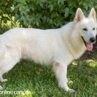 1703816895220-WHITEICEKENNELS