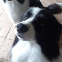 1704367475239-BORDERCOLLIE253