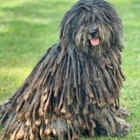 1706921929156-BERGAMASCO