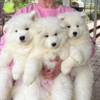 1712837758630-SAMAYAHSAMOYEDS