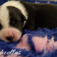 1714862132208-DUNDECOLLIES