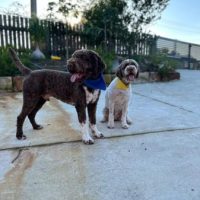 1715948710143-COASTLAGOTTO