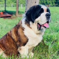 1718602169084-SUNRISESAINTBERNARDS