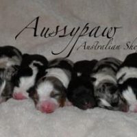 1721863652361-AUSSYPAW