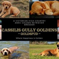 1722161842905-CASSILISGULLYGOLDENS