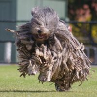 1724581270444-PASTOREBERGAMASCO