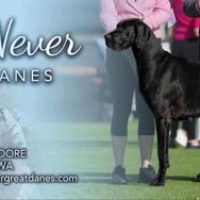 1726440654654-NEVERNEVERDANES