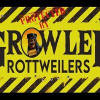 1726988563132-GROWLERROTTWEILERS