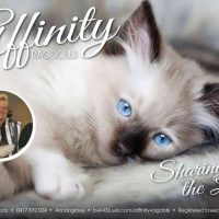 Affinity-Ragdolls-Kittens-for-sale