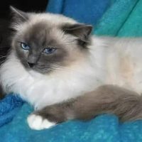 Amjance-Ragdoll-cats