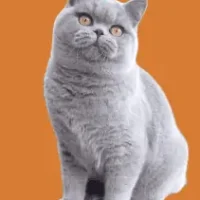 Ancroft-British-Shorthair-Cat