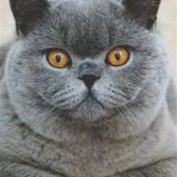 Chubby-British-Shorthair-cat-for-sale