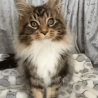 Coonucopia-Maine-Coon-Kittens-for-sale