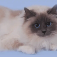 Damukyan-birman-cat