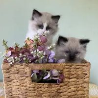 Dolldelight-Ragdoll-Breeders