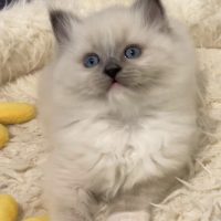 Emberlynne-Ragdolls-Kitten