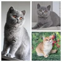 Exo-Beauties-British-Shorthair-cats-for-sale