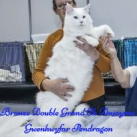 Gwenny-at-CatLoversExpo-06-22_edited-1