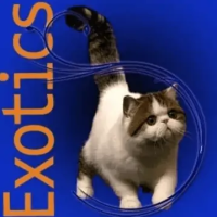 JayGee-Exotic-Shorthair-Kittens-for-sale