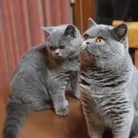 Jehanne-British-Shorthair-Cats-for-sale