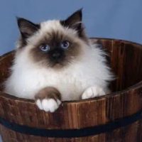 Maisondechat-Birman-cats-for-sale