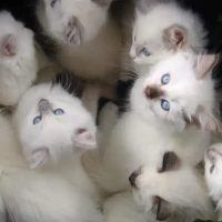 Newcastle-Ragdolls-kittens