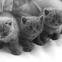 Peartree-British-Shorthair-kittens-and-cats