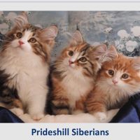 Prideshill-Siberian-Forest-kittens-for-sale