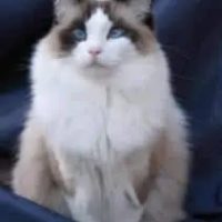 Rivendoll-ragdoll-cats-for-sale-Perth