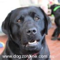 ardtemlabradors_2142022152646