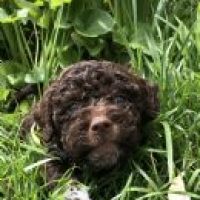 athelaslagotto_111202312135